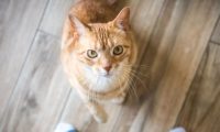猫比狗更好养的七大理由,狗狗却不行!