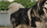 一只大型犬被吉娃娃吓哭，模样十分委屈，主人却忍不住笑了
