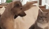 狗狗学主人去撸猫,成果使太大劲把猫都按趴下了,猫:蠢狗走开!