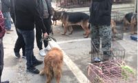 以为逃过一劫的金毛犬还是被卖了，被狗贩牵回狗肉车的狗狗眼中尽是哀求
