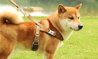 【株洲文明养犬管理·专题】株洲《城市养犬管理条例》实施半年成绩单(之一)
