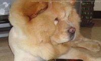 在马路边捡来的田园犬 | 路边捡一田园犬，洗干净后帅呆了