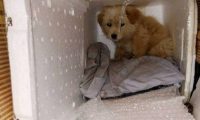 得了犬瘟的小土狗被建议放弃治疗，它的反应让人心塞