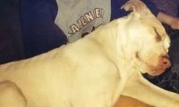 澳洲比特犬Buddy奋不顾身救落水男孩,警察却说:狗具有攻击性必须抓起来