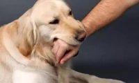 狗狗咬伤不要慌,狂犬疫苗接种小常识