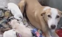 怀孕狗狗被赶出家，依靠垃圾为生，还生下可爱的狗宝！