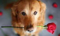 善良农场夫妇收养失明犬 并为其配置导盲犬