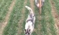 哈士奇:真他妈老子是雪橇犬,咋无缘无故就将我当驴使当牛用!
