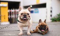 江西一居民因防疫需要被隔离 小柯基宠物犬遭打死