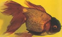 棕色高头翻鳃金鱼身份信息