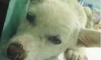流浪狗被几个人虐待，好心人救下狗狗，送医检查竟取下30多个鱼钩……