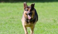 主人发酒疯砸车拒捕 忠心狼犬咬警察护主被击毙
