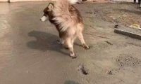 阿拉斯加犬跑到隔壁家刚铺的水泥道上,工人们看过,内心全是崩溃的
