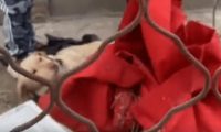 被其它狗狗咬伤濒死的拉布拉多，狗主却不让救！