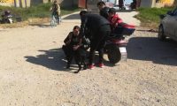 一家人带着黑狼犬来狗市卖, 与商贩都谈妥了! 可“小主人”不答应