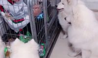 小伙子边进食边清扫狗狗的窝,結果被狗狗关在笼里,汪:给你吃独食