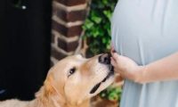 因为怀孕,婆婆要送走爱犬。为此天天吵架,真的不能养狗吗
