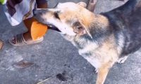 狗狗看有人拿钱买烧烤,于是便叼来树叶来换!