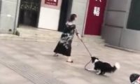 老婆要去购物小狗拼了命阻止:你丈夫嘱咐了不能让你胡乱花钱!