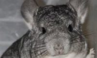 标准灰龙猫身份信息