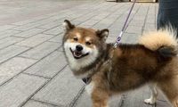一天吃十几根火腿肠，养不起了！小哥在昆明“通缉”柴犬主人