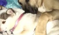 狗狗因伙伴过世伤心过度,入睡后发觉狗狗太有情感