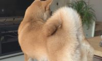柴犬反映很灵敏，网友已经逗它玩，听见脚步声立刻提高警惕