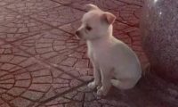 流浪犬躲在石墩旁，小小孤独背影好孤单，女生养十几天后真是萌炸掉