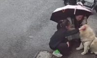 爱狗人士误入陷阱!江苏女子摸狗遭猛咬,引发热议