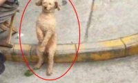 把泰迪送去爷爷家寄养宠物一个礼拜回家后见到它有态度的座姿笑喷了