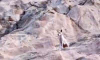 山中的流浪狗,靠登山者施舍艰难度日,费力讨好却没人愿意带走它