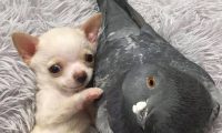 痊愈時刻:不容易走的小狗狗和不容易飞的鸽子变成好朋友