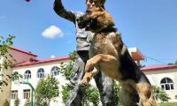 边防犬“黑贝”：从警犬到军犬，我用四肢丈量我守护的边境线
