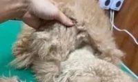 美容师每次接到这种狗狗都很心疼,穿可爱衣之前请这样做