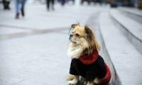 铲屎官出门遛狗，回家后才发现狗狗不见了，这是什么操作？