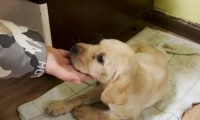 仅一个月大的拉布拉多，却因生病被抛弃在楼道里，狗狗：谁来帮帮我