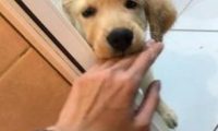 狗狗不能忍受和主人分离，即使是主人上厕所，它也要在门外哭泣