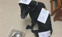 狗狗偷吃了猫罐头,主人在紙上写毛笔字随后贴在的身上