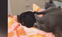 霸道猫咪遇上狗,将狗推下床,就像屎壳郎推粪球