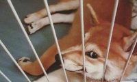 主人上厕所不关门，结果柴犬竟学会站着小便