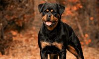 依法养犬，文明养犬，从你我做起！