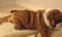 为了更好地激励自己柴犬减肥瘦身，网友竟想到这一方法，柴犬大写的生无可恋