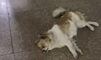 狗子:我只是在图书馆门口睡了一觉,听说你们到处说我挂了?