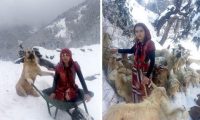 羊妈妈暴风雪生宝宝 狗狗冒着生命危险拯救