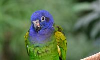 蓝头金刚鹦鹉身份信息