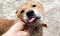网友捡了一只田园犬,带回家养了两个月之后差点哭了:养不起啊