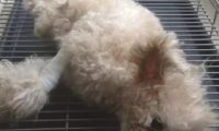 狗狗因粉碎大花瓶被主人踢偏瘫，送医院询价采购后转头离去，心痛