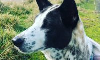 斥巨资!澳女为见爱犬不惜花重金包机抵澳!飞机座位可售,以抵消部分成本!