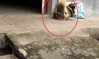 一只3年没冼澡的泰迪，有一些狗，真不适宜在农村养