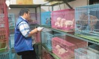 不法商人非法繁殖 宠物坊变猫狗炼狱